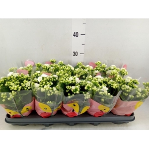 Kalanchoe  'RoseFlow Greta'