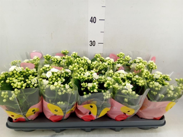 <h4>Kalanchoe 'RoseFlow Greta'</h4>