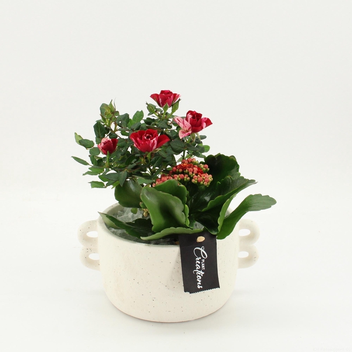 <h4>ARR ROSA POT</h4>