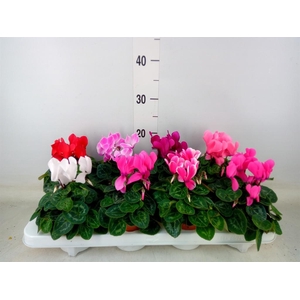 Cyclamen MD 'Allure'