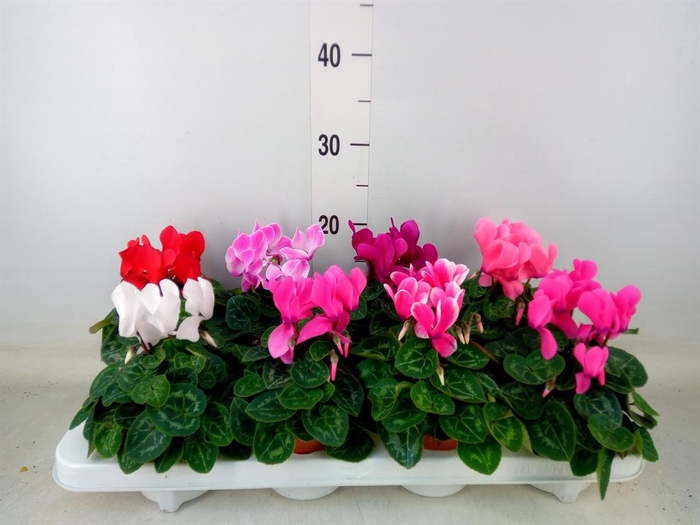 <h4>Cyclamen MD 'Allure'</h4>