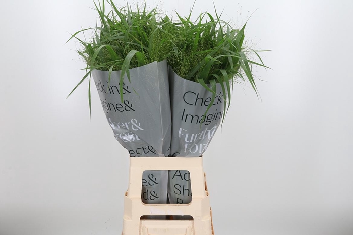 <h4>Panicum Fountain</h4>