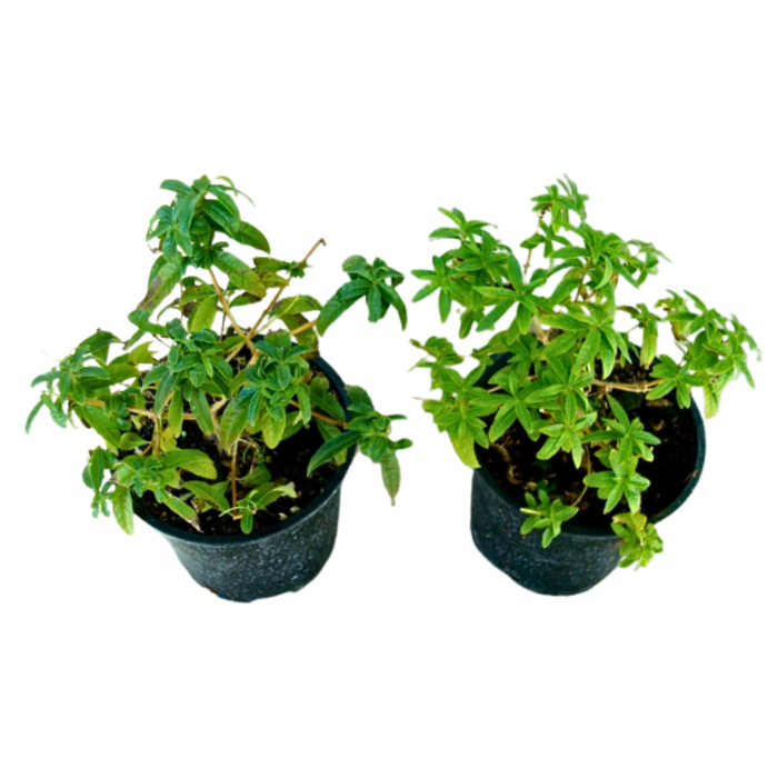 <h4>Verbena overig</h4>