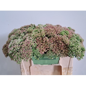 SEDUM SPECTABILE