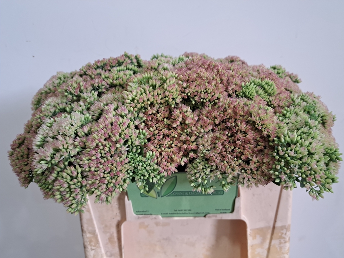 <h4>SEDUM SPECTABILE</h4>