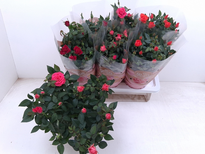 <h4>RO FAV RO GEM 3 SRT</h4>