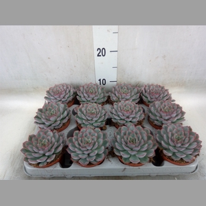 Echeveria  'Hercules'