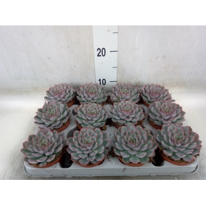 Echeveria  'Hercules'