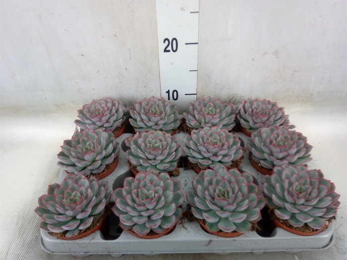 <h4>Echeveria  'Hercules'</h4>