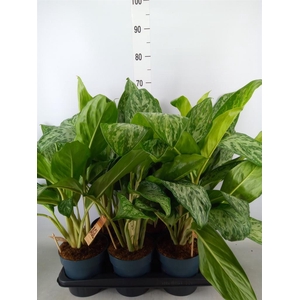 Aglaonema   ...