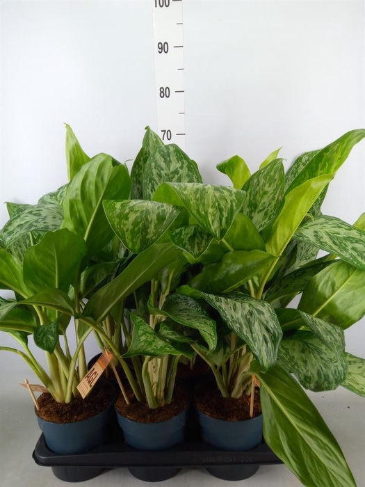 <h4>Aglaonema   ...</h4>