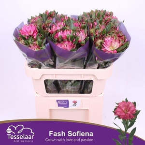 ALSTR FASH SOFIENA