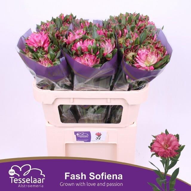 <h4>Alstr Fash Sofiena</h4>