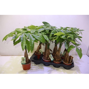 arr8 Pachira Aquatica