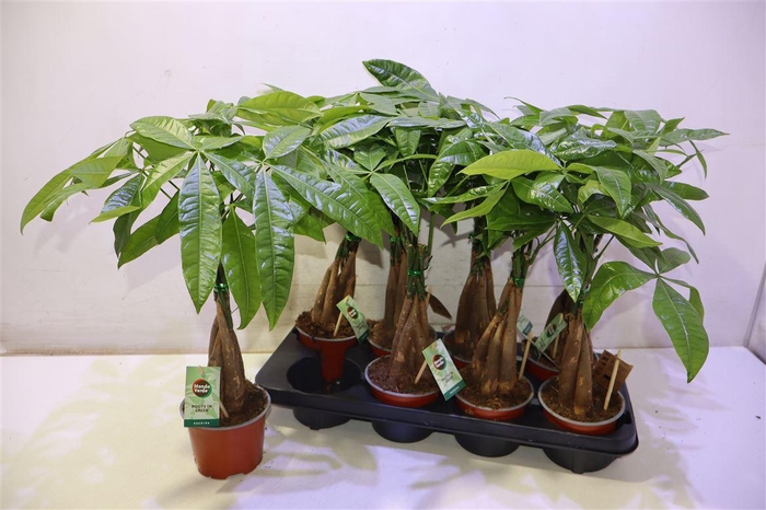 <h4>arr8 Pachira Aquatica</h4>