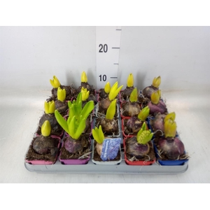 Hyacinthus orie.   ...mix 4