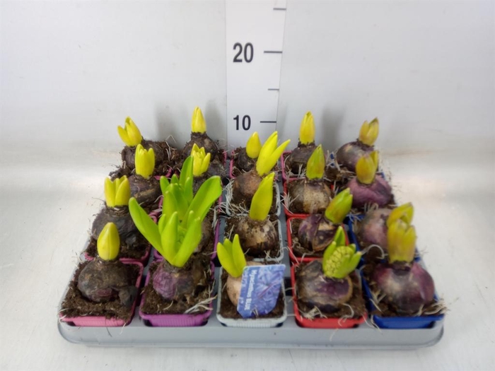 <h4>Hyacinthus orie.   ...mix 4</h4>