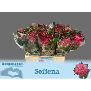 ALSTR FASH SOFIENA