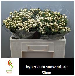 <h4>HYP MAG SNOWPRINCE</h4>