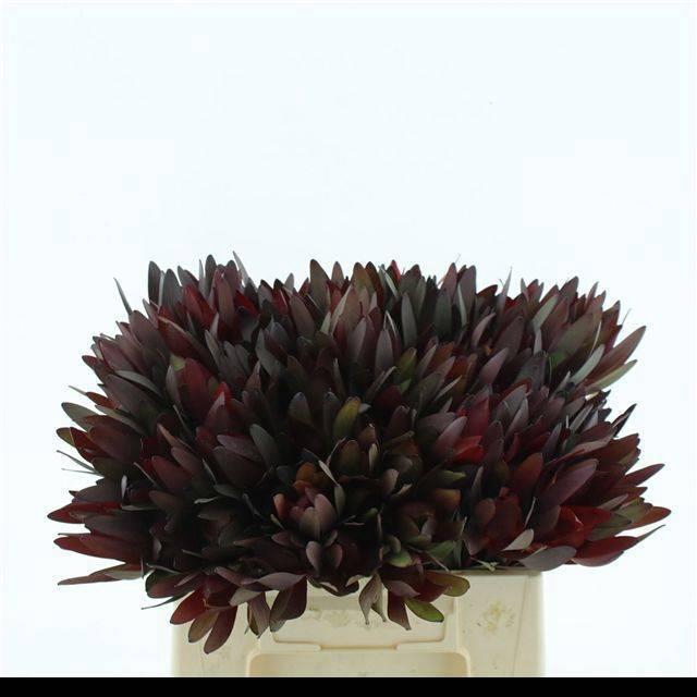 <h4>LEUCAD SAF SUNSET</h4>