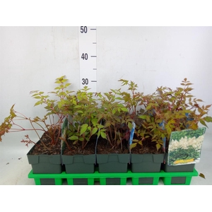 Astilbe japonica 'Deutschland'