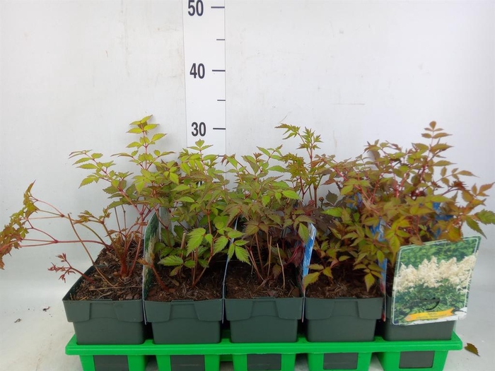 <h4>Astilbe japonica 'Deutschland'</h4>