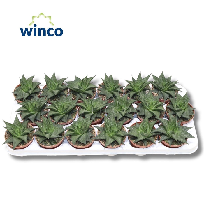 <h4>HAWO LIMIFOLIA</h4>