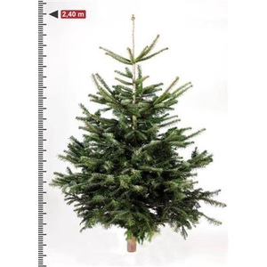 ABIES NORDMANNIANA 240 CM KERSTBOOM