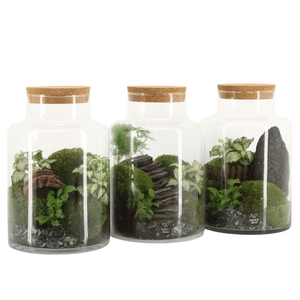 Arr.   Planten H%