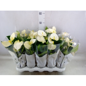 Anthurium andr. 'Cocos'
