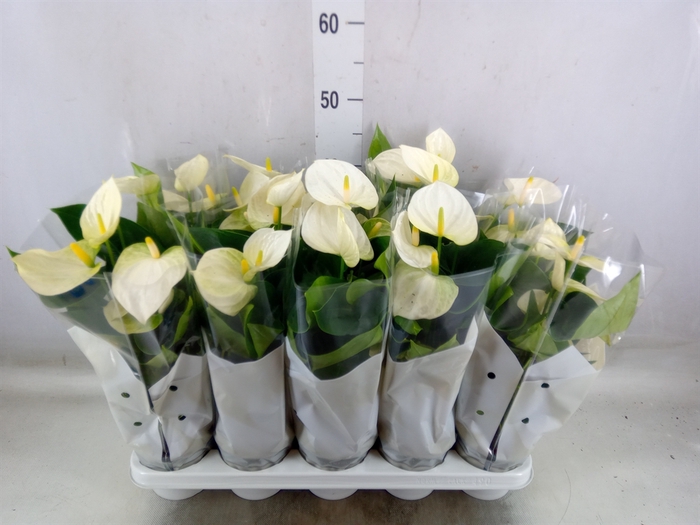 <h4>Anthurium andr. 'Cocos'</h4>