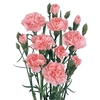 CRAVO SPRAY 060 CM ROSA