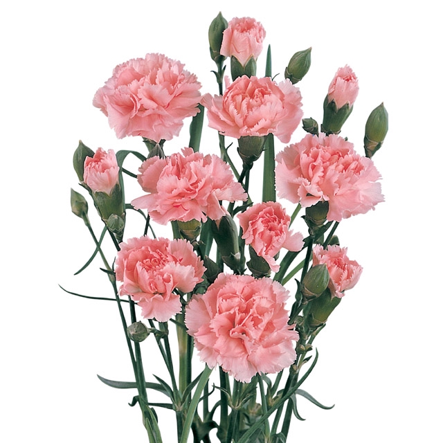 <h4>CRAVO SPRAY 070 CM ROSA</h4>