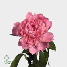 <h4>Paeonia Monsieur Jules Elie | Heavy Quality</h4>