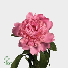 Paeonia monsieur jules elie