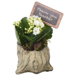 PTBTS5228 Arrangementen kamerplanten