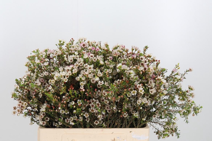 <h4>Chame Un Ella</h4>