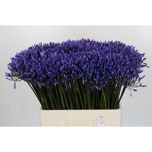 Agapanthus Dr Brouwer