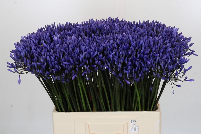 Agapanthus Dr Brouwer