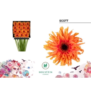 Gerbera large flowered curl-shaped Gerpasta Scott
