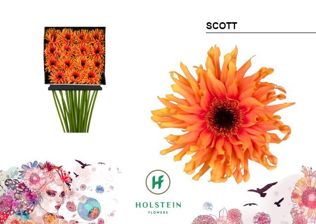 <h4>Gerbera large flowered curl-shaped Gerpasta Scott</h4>