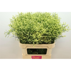 LIMONIUM SIN CHINA SUMMER 30 GR.
