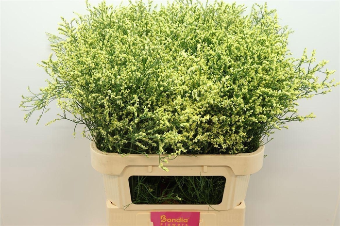 <h4>LIMONIUM SIN CHINA SUMMER 30 GR.</h4>
