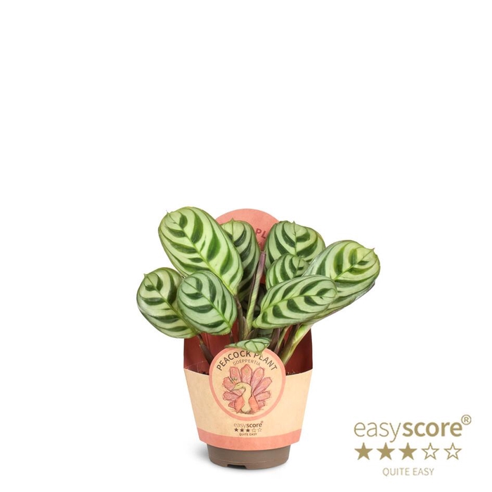 <h4>CALATHEA SPECIES p6 Burle Max paper</h4>
