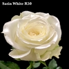 R GR BABY SATIN WHITE R50 x20