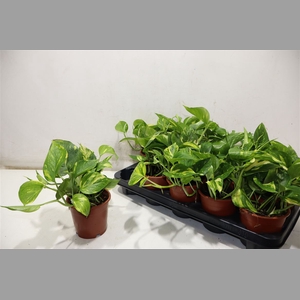 Epipr Aureum