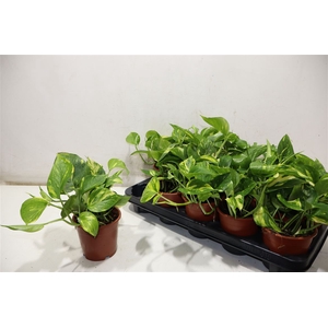 Epipr Aureum