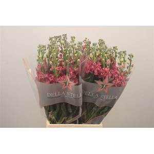 Matth Iron Vintige Brown