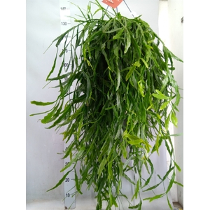 Rhipsalis   ...