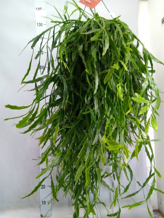 <h4>Rhipsalis   ...</h4>